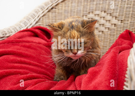 Alte Katze saß auf einem Stuhl auf seine spezielle Decke Stockfoto