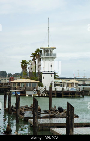 Seelöwen am Pier 39 in San Francisco, Kalifornien Stockfoto