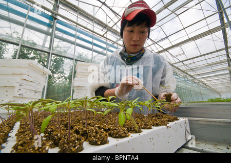 Verpflanzung Tomate Sämlinge in einem hydroponischen Tomate Bauernhof in der Nähe von Swan Hill in Victoria Australien Stockfoto