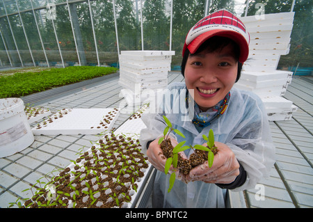 Eine taiwanesische Arbeitskraft mit Tomaten-Setzlinge in einem australischen Hyproponic Tomate Bauernhof in der Nähe von Swan Hill, Victoria, Australien Stockfoto