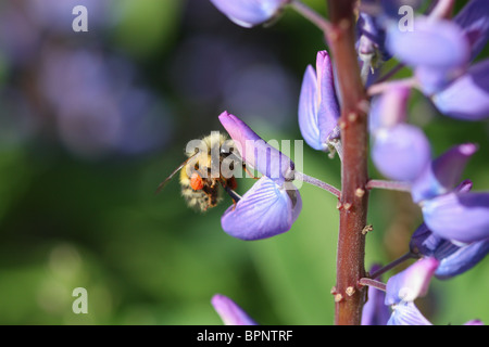 Großen BumbleBee bestäuben eine rosa und lila Blume mit leuchtenden Farben und einem großen roten Pollen Sac Scopa am Bein.  Eine fleißige Biene Stockfoto