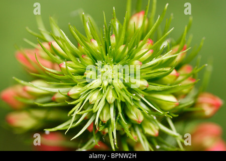 Makro-Detail des oberen Teils eine blühende Blume Kardinal (Lobelia Cardinalis). Stockfoto