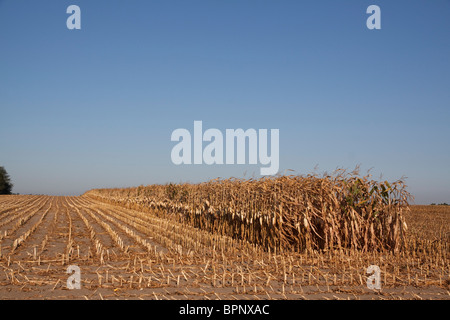 Ernte von Feld Maisfeld Michigan USA Stockfoto