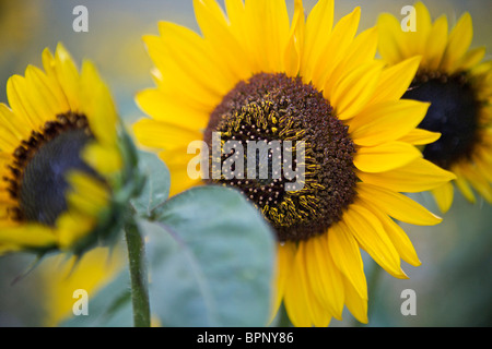 Drei voll blühten Sonnenblumen wachsen in einer Linie in einem Garten. Stockfoto