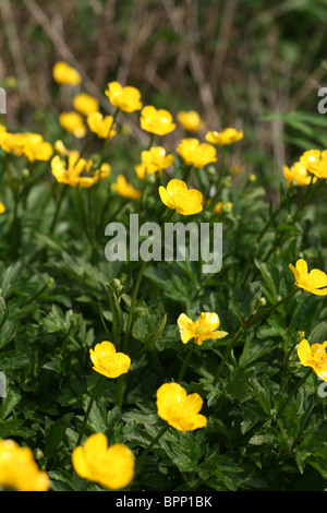 Die gelben Blüten der Blume kriechenden Hahnenfuß (Ranunculus Repens) Stockfoto