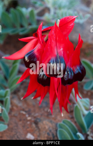 Die Sturt Desert Pea Swainsona Formosa in voller Blüte Stockfoto