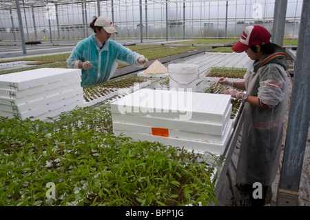 Wanderarbeiter, die Tomatensämlinge auf einer hydroponischen Tomatenfarm in Tautra nahe Swan Hill in Victoria, Australien, umpflanzen Stockfoto