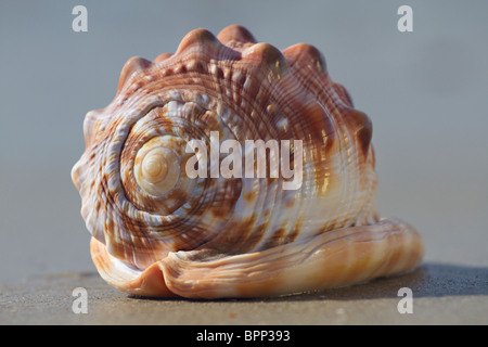 Bullmouth Helmschale (Cypraecassis rufa) am Strand bei Ebbe Stockfoto