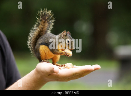 Nahaufnahme eines Eichhörnchens Essen Erdnüsse von hand Stockfoto