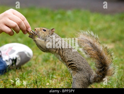 Nahaufnahme eines Eichhörnchens Essen Erdnüsse von hand Stockfoto