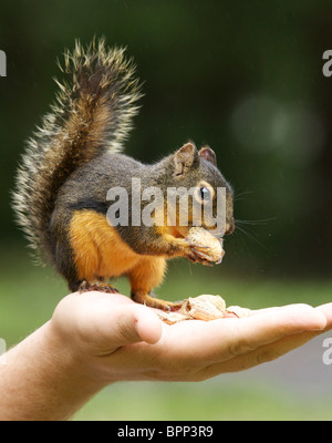 Nahaufnahme eines Eichhörnchens Essen Erdnüsse von hand Stockfoto