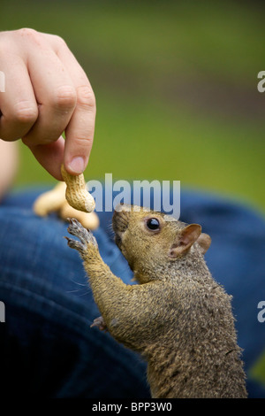 Nahaufnahme eines Eichhörnchens Essen Erdnüsse von hand Stockfoto