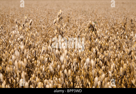 Hafer reif für die Ernte im Feld in Gloucestershire, England UK Stockfoto