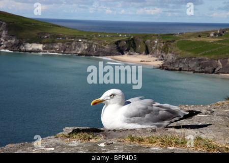 Möwe, Slea Head, Dingle Halbinsel, Co. Kerry, Irland Stockfoto