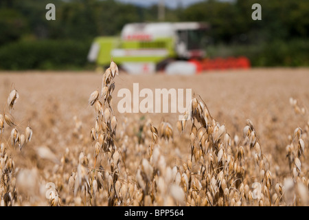 Hafer wächst im Feld in Gloucestershire, England UK mit Mähdrescher im Hintergrund. Stockfoto