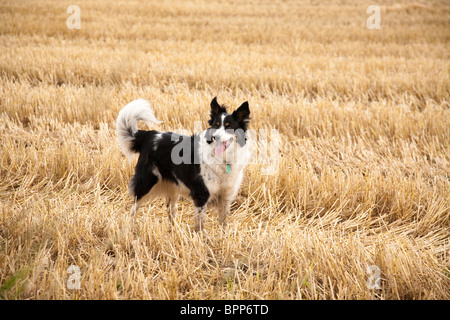 Schäferhund stehend mit offenem Mund und Zunge heraus in einem Feld von schneiden frisch Heu Stockfoto