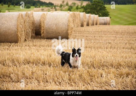 Schäferhund stehend mit offenem Mund und Zunge heraus in einem Feld von schneiden frisch Heu Stockfoto