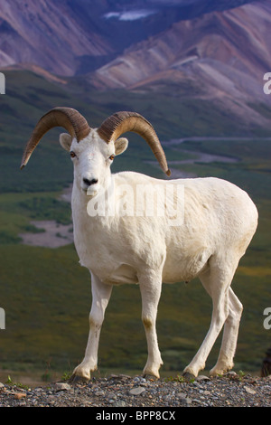 Der Dallschafe, Denali-Nationalpark, Alaska. Stockfoto