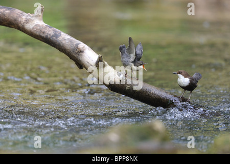 Küken flügge Wasseramseln (Cinclus Cinclus) thront auf einem Toten Ast in der Nähe des Flusses um Essen betteln Stockfoto