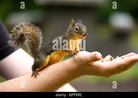 Eichhörnchen mit der Hand füttern Stockfoto