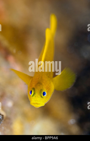 Gelbe Clown Grundel versteckt in einer ausrangierten Plastikflasche, Lembeh Strait, Sulawesi, Indonesien. Stockfoto