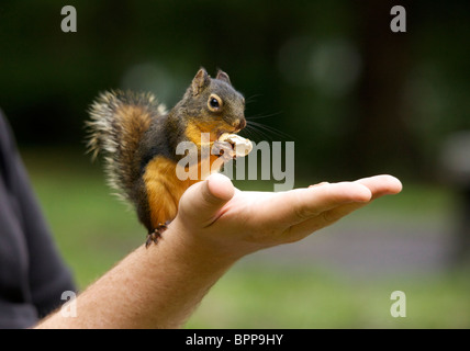 Nahaufnahme eines Eichhörnchens Essen Erdnüsse von hand Stockfoto