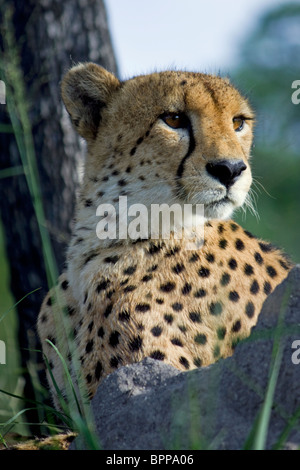 Nahaufnahme von Cheetah Blick auf Prärie in Sabie Sand Stockfoto