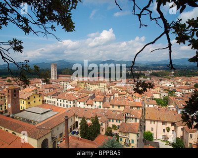 Die historische Stadt Lucca, gesehen vom Torre Guinigi mit der berühmten Piazza Amfiteatro in der Mitte. Toskana, Italien Stockfoto