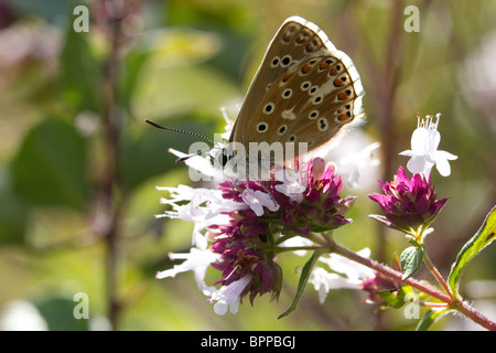 Männliche Adonis blauer Schmetterling (Polyommatus Bellargus) von der Sonne hinterleuchtet. Stockfoto