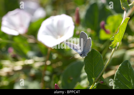 Kleiner blauer Schmetterling (Cupido ZIP) auf Convolvulus. Stockfoto