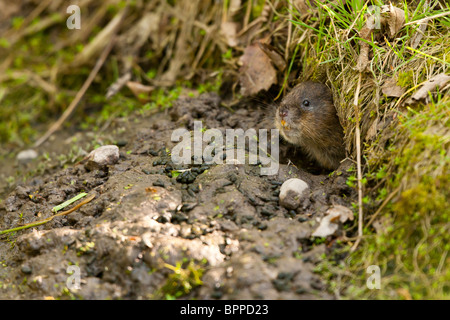 European Water Vole (Arvicola amphibius) im Fuchsbau Stockfoto