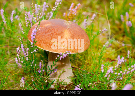 Penny Bun Pilz (Boletus Edulis) Stockfoto