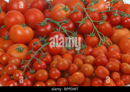 Auswahl an verschiedenen Tomaten Stockfoto