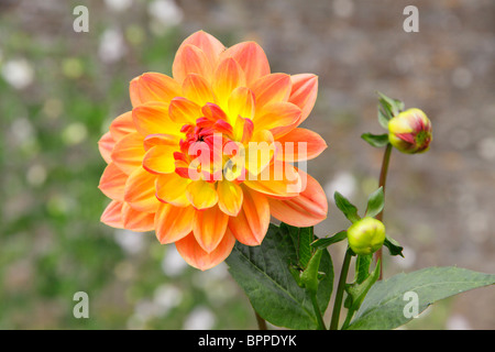 Dahlia x Hybrida Garten Blume, Nahaufnahme der Blüte. Stockfoto