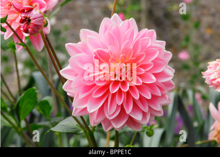 Dahlie D.Wootton Cupid Nahaufnahme der Blüte. Stockfoto