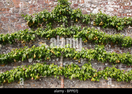 Birnen ausgebildet, um als Spalier Baum gegen eine Gartenmauer zu wachsen. Stockfoto