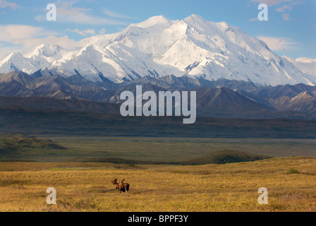 Bull Moose vor Mt. McKinley, Denali-Nationalpark, Alaska. Stockfoto