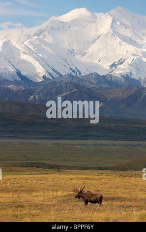 Bull Moose vor Mt. McKinley, Denali-Nationalpark, Alaska. Stockfoto