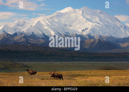 Bull Moose vor Mt. McKinley, Denali-Nationalpark, Alaska. Stockfoto