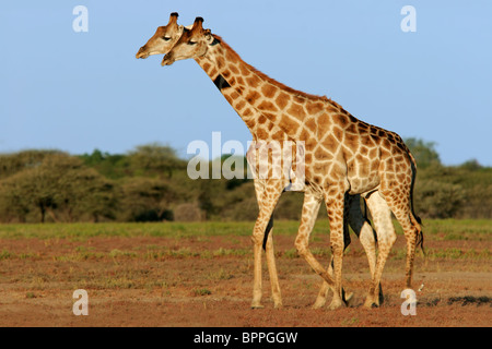 Zwei Giraffen (Giraffa Plancius), Etosha Nationalpark, Namibia, Südliches Afrika Stockfoto