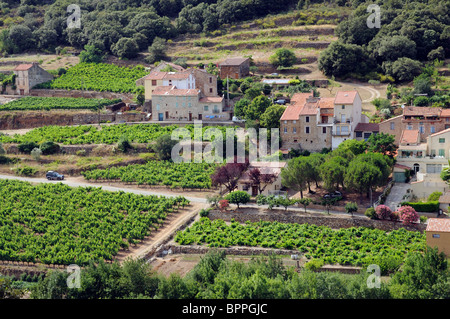Reben wachsen im Orb-Tal in der Nähe von Roquebrune & den Hügeln von Haut-Languedoc-Südfrankreich Stockfoto