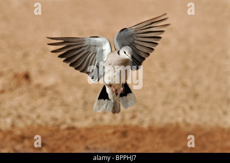 Kap-Schildkröte Taube (Streptopelia Capicola) im Flug, Kgalagadi Transfrontier Park, Südafrika Stockfoto