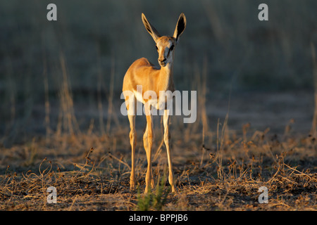 Ein Junge Springböcke Lamm (Antidorcas Marsupialis) im späten Nachmittag Licht, Kgalagadi Transfrontier Park, Südafrika Stockfoto