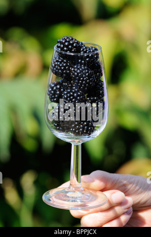 Frischen englischen Brombeeren in ein Glas Wein Stockfoto