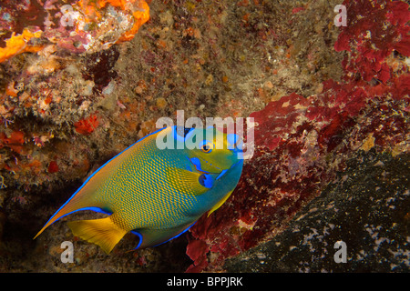 Queen Sie-Kaiserfisch (Holocanthus Ciliaris), Utila, Nordseite, Bay Islands, Honduras, Mittelamerika Stockfoto