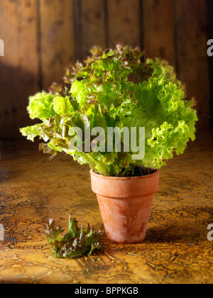 Nahaufnahme von Kopfsalat in einem Terrakottatopf in einer Küche wächst Stockfoto