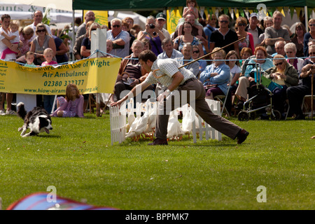 Sheepdog trial Demonstartion am Jahrmarkt mit indischen Läufer Enten Stockfoto