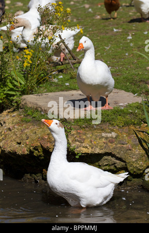 Paar Emder Gänse (Anser anser domesticus) in Hof mit einem Waten in einem Teich. Sussex, UK Stockfoto
