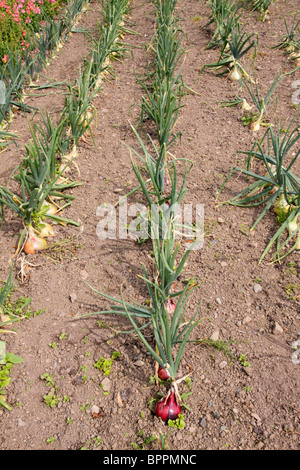 Linien der Zwiebeln Kelsoe und Mammut Rot wächst in Beeten vermischt. Stockfoto