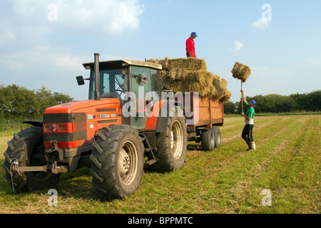 Arbeiter sammeln Square Stroh Ballen, mit Titan 190 Traktor bei Gärtnereien in Tarleton, West Lancs, Lancashire, Preston, UK Stockfoto